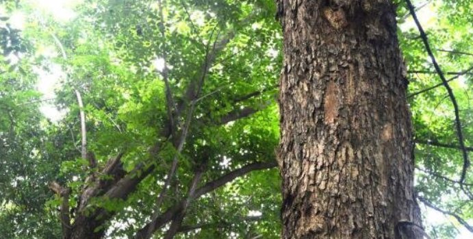  「价格昂贵」农村有一种树，价格昂贵超过紫檀，可惜已经很少了