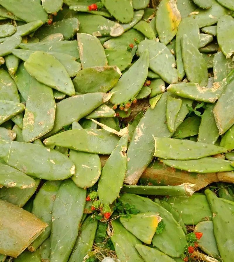  【慎养】这花要慎养，每年砍掉3麻袋，照样蹭蹭长！