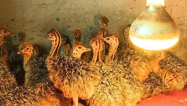  #产值#全身产值高达20000元，一个蛋150元，市场火爆，农民却不