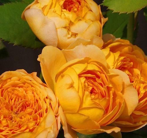  『最佳状态』此花花色艳丽，花期长，花量大，被称为花中皇后，是十大名花之一