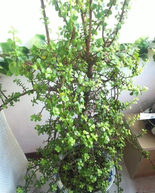  「马齿苋」马齿苋树盆栽不好看？只怪你不会养，大神的作品，赶上你半年工资