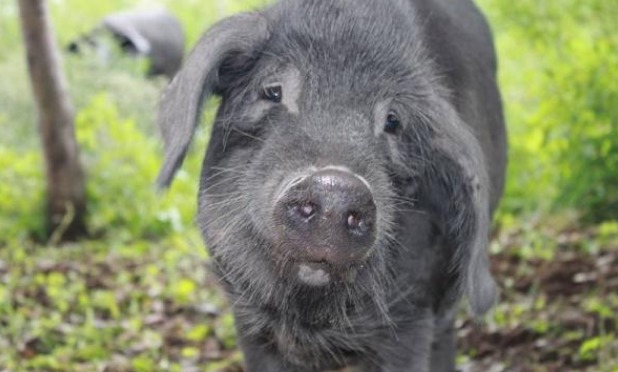 美国人很少吃猪肉，那为什么美国却是养猪第一大国呢？