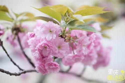 花开成海！再过一周重庆将美翻全国，14处美景玩转这个春天！