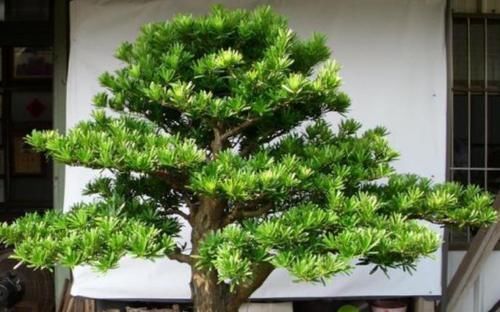 「寓意」1种“盆景”,有长寿、吉祥的寓意,适合客厅养,比啥花都强