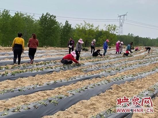  鲁山县■鲁山县仓头乡：“小红薯”种成“大产业”