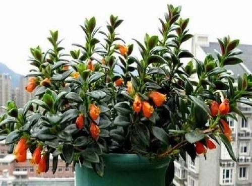  「艳丽」乡间趣事！此花比玫瑰艳丽，比桂花香浓，最适宜此时栽种，100天即可开花！