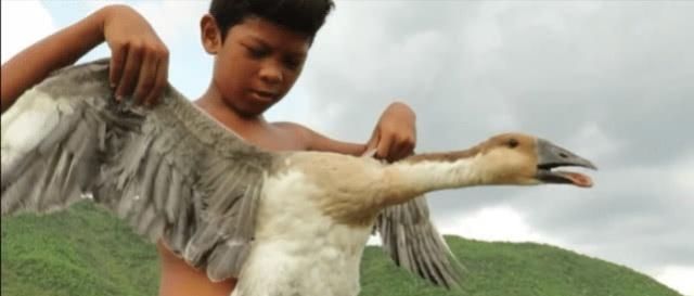  『饲养』养鸡养鸭的人这么多，为什么饲养大白鹅的人越来越少？