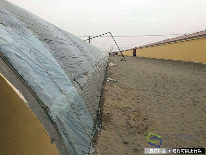 来自首都的支援合作|北京平谷大桃“远嫁”新疆和田