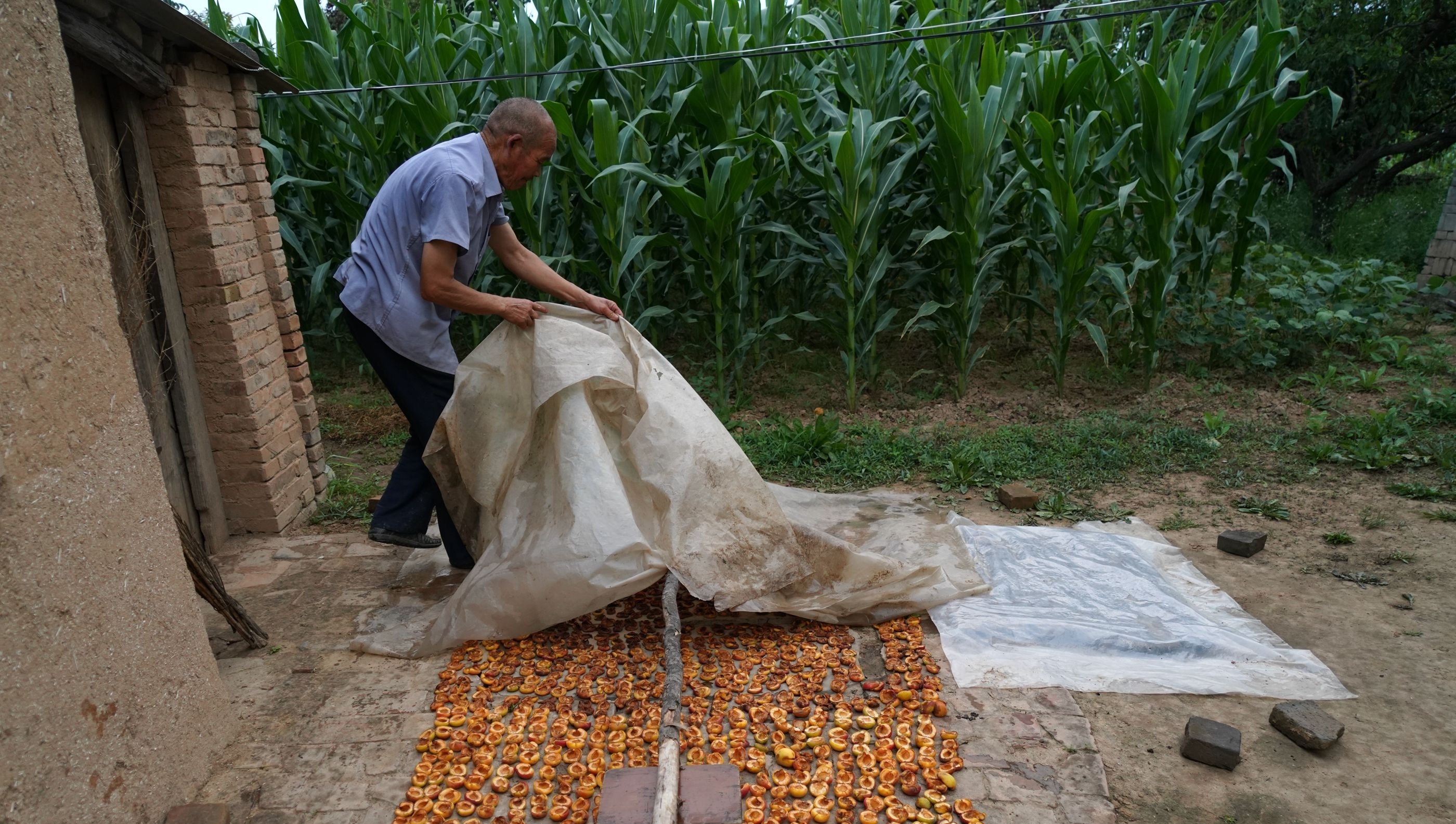76岁农民大爷家发现野生杏树，三伏天成熟，果实很诱人