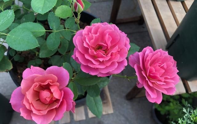  「低矮」阳台养花选这款，植株低矮，种植容易，开花一整年，好看又好养