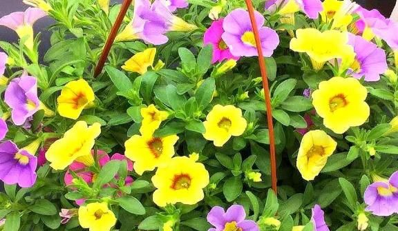  『花型』花香淡雅花型好看，养花就选这5种，好打理易开花！轻松养爆盆