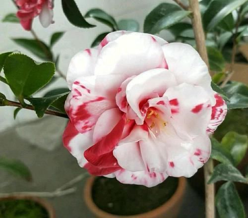 『找到』茶花和茶梅傻傻分不清?7个方法,分分钟找到不同点