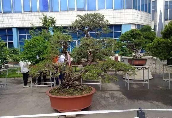 盆景大师都爱玩，山松会否成为下一个热点？