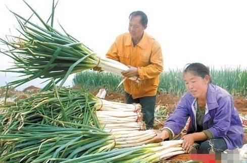  「半月」半月前还在为销路发愁，如今却遭疯抢，从滞销到畅销，