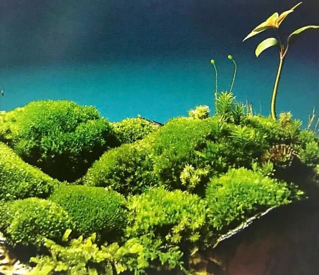 春色不仅在田野里，也可以刻在你家玻璃缸内的苔藓景观缸中！