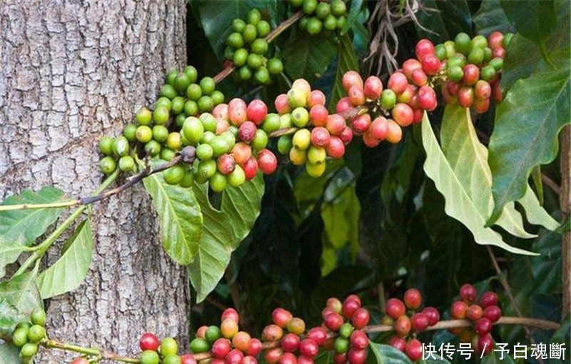  砍树■加工后卖高价，农民种植一斤5元，有人已经砍树，又是种植