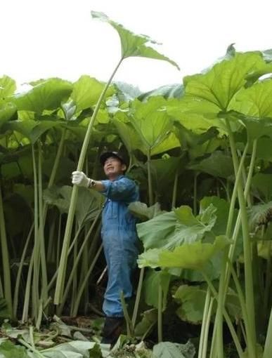  『绣球』一种野草花似“小绣球”，长出大荷叶，一片叶子炒一盘，绝顶美味