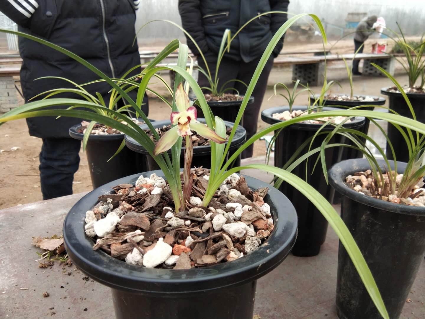 农民寻到的精品兰花，都会拿到这个兰花市场，各种兰花尽收眼底
