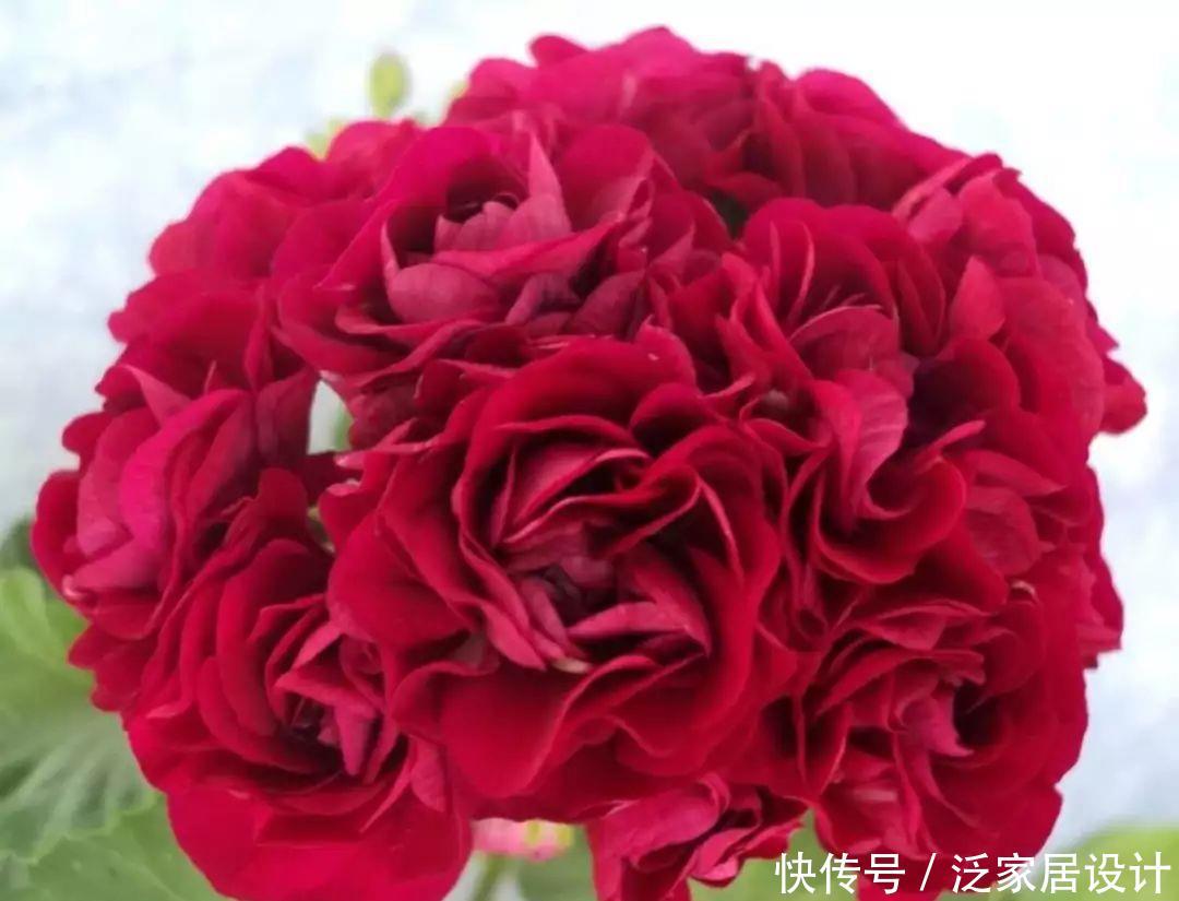  每种■110种天竺葵，每种都超美，看看你认识多少种？