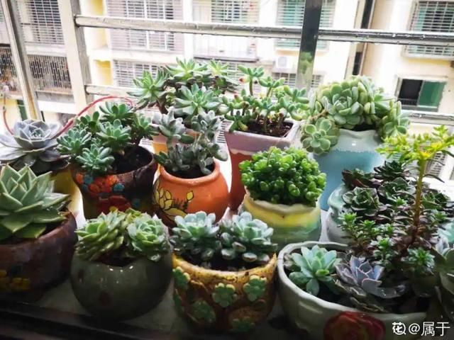  [萝卜]水里加点碳，根系壮得撑破盆，长出满盆萝卜根