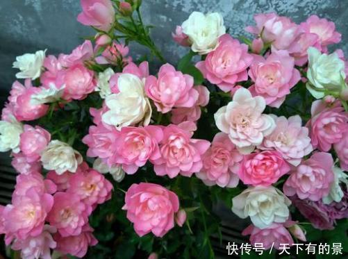  『试试』谁说封闭阳台养不好花，试试这4种，沾土就能活，开花美翻天！