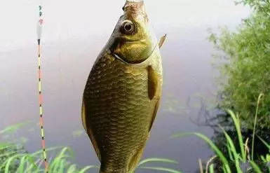  「正确」钓鲫鱼正确调漂方式，上手快！