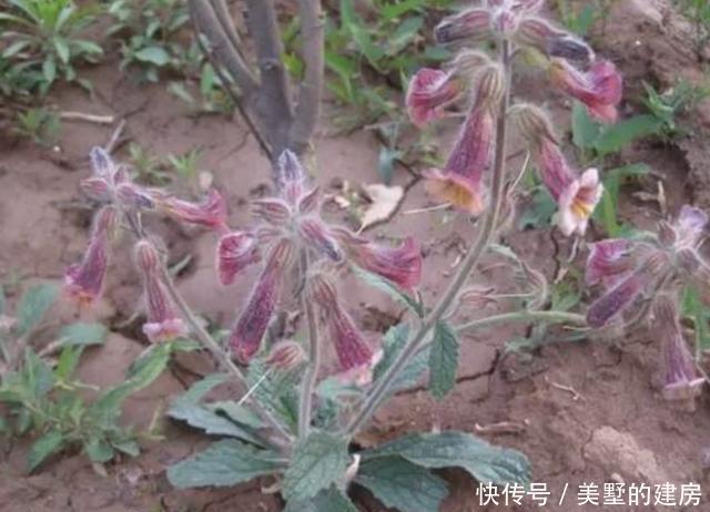  树林■在阴凉的树林里，生长着1种“地黄”，别忽视它，比月季值钱！
