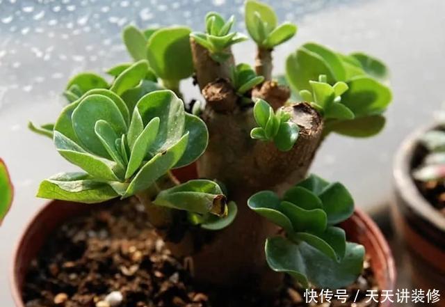  [图片作者]15种超级好养的花，不死鸟居然不是第一，“养花杀手”们试一试吧