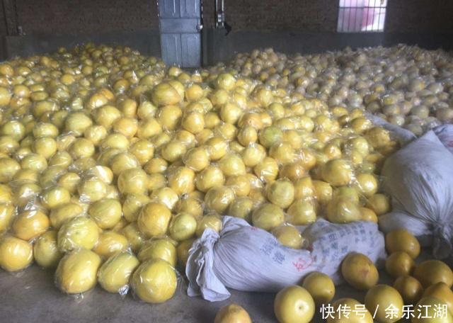 这种果实10年前被疯狂抢购，南方种植规模高，今烂在树上没人摘