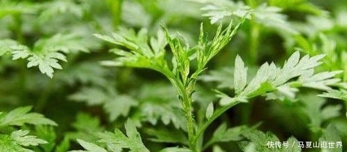  [艾草]农村价值珍贵的一种草，艾草的真正用处！