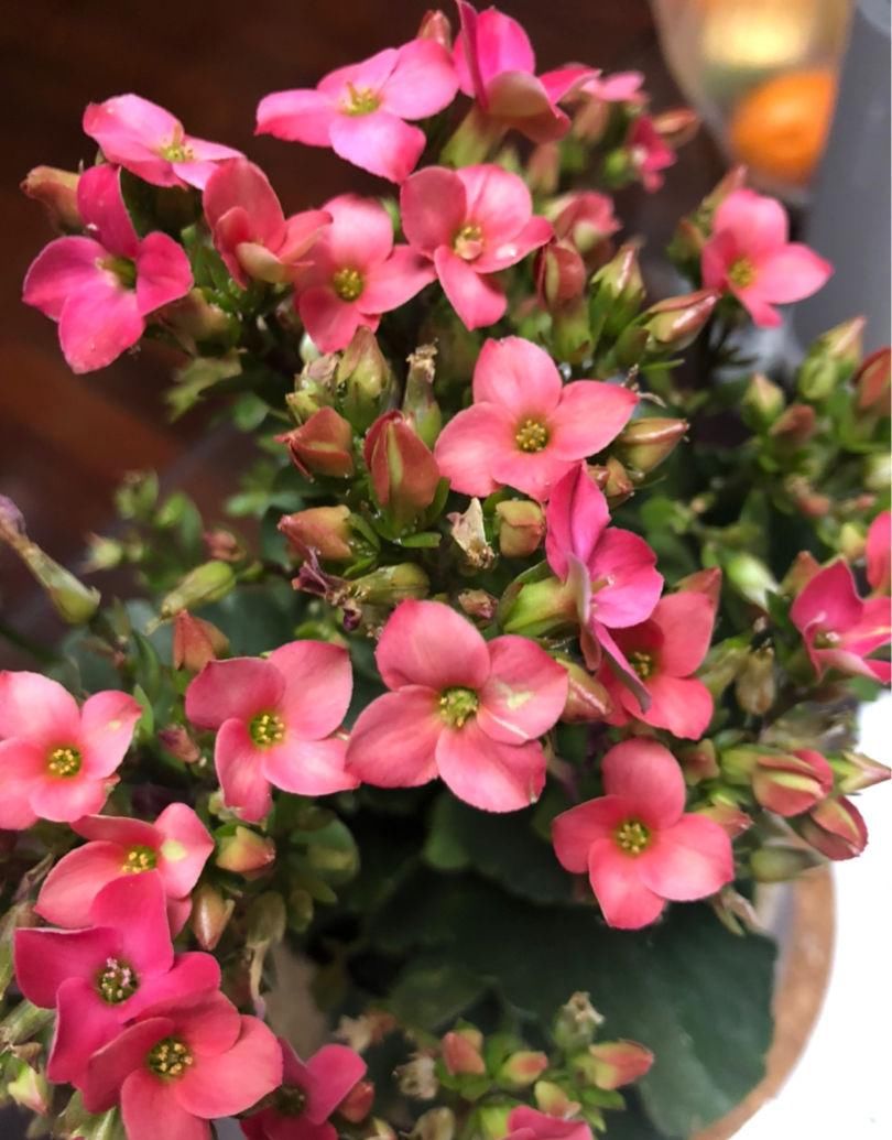  [温度]这花远看像长寿，近看像玉树，还能开出5色花，真神奇