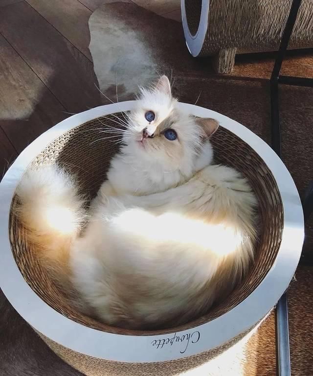  宠物■老佛爷过世一年后，那只承继了21亿财产的猫如何了？人比不上猫...