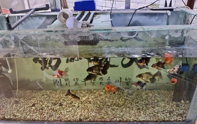  『水质』新鱼友饲养中大型鱼，还是不要铺设底砂为好，水质不好控制