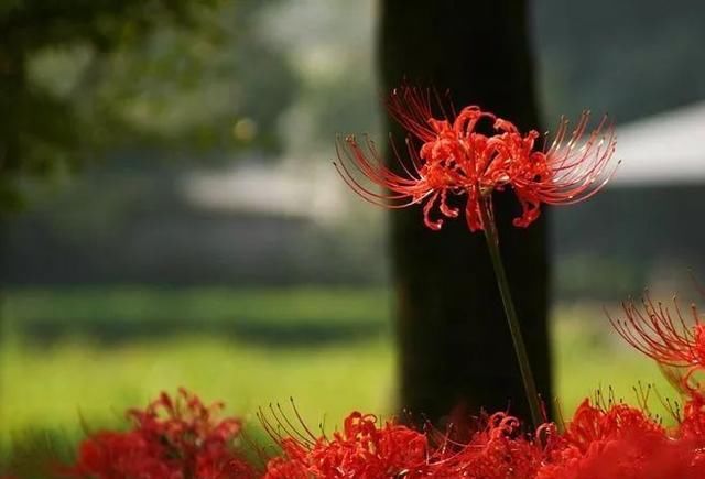  「石蒜」神奇！这种花，花叶永不相见，美极了！