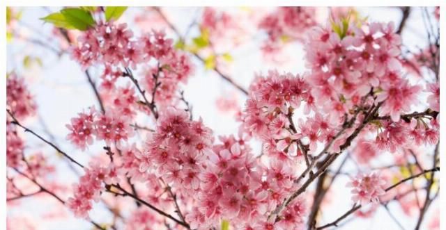  「桃花运」2020年里最容易遇到烂桃花的三大生肖，没有天长地久，可惜了