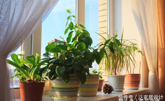 『直射光』透过窗户的阳光是直射光,还是散射光?养花前还是要了解一下的