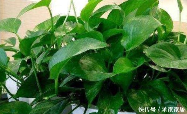 当心|6月开始,这“3种花”浇水要当心,尤其最后一种要管住手