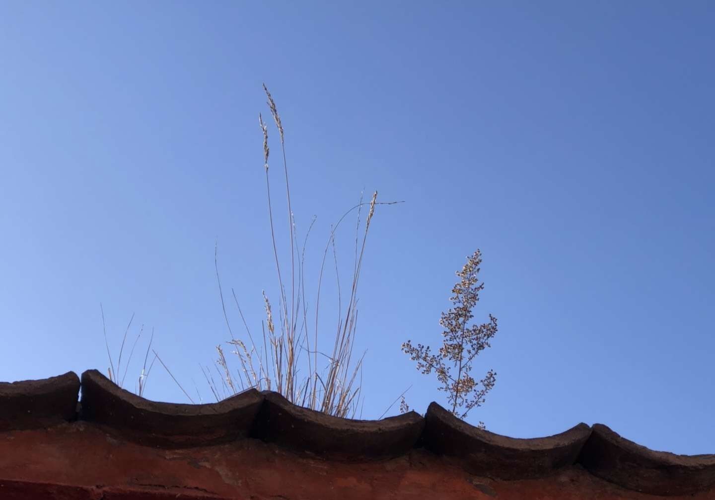 五台山，这里称紫府山，也称作五峰山道场，春节小游五台山