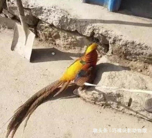 农民在山上抓住了一只凤凰，附近村民过来围观，一睹凤凰面貌