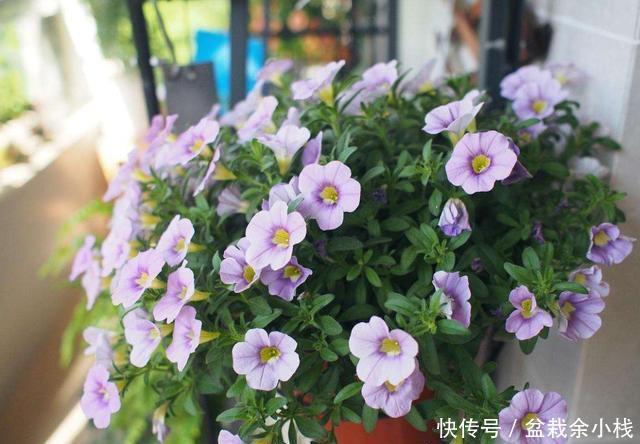  「家里」喜欢在家里养花，就选此3种，花大色艳花期长，养出美丽小花园