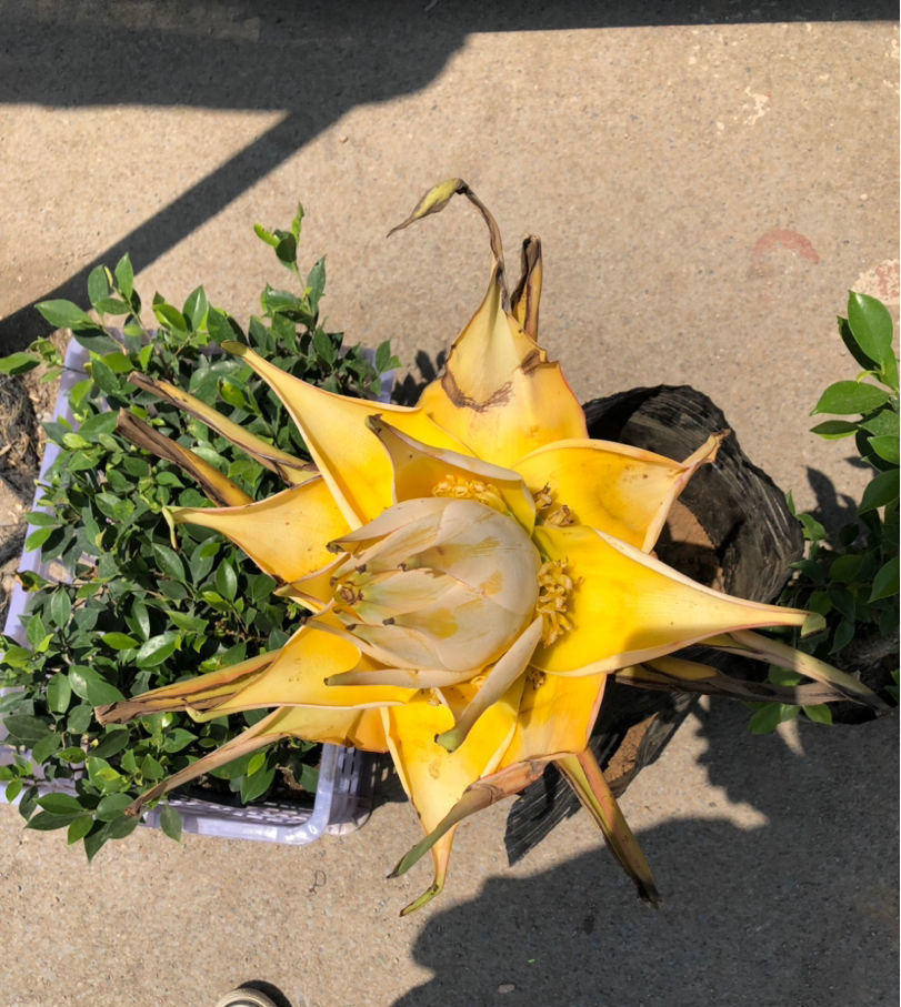 「涌出」苞叶比花还美的植物,宛如地面上涌出的金莲花,身份很神圣!