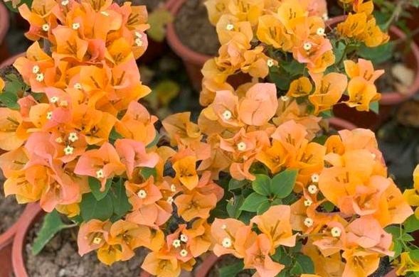 『家里』此款植物又叫贺春红,花开不见叶子,盆栽养殖做到4点就够了