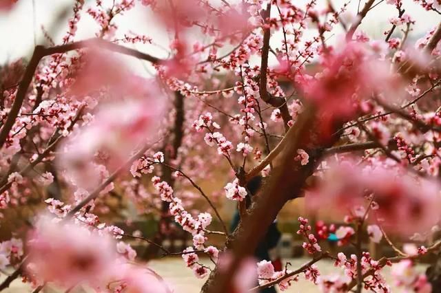 花开成海！！！再过半个月，海淀这座山将美成童话！