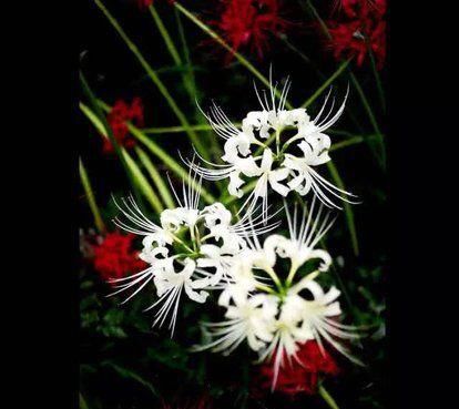  『曼珠沙华』冥界唯一的花朵——彼岸花