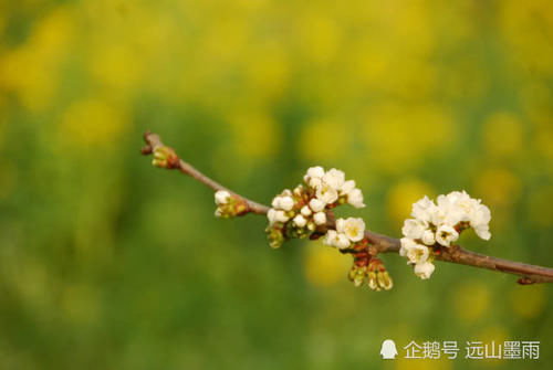  花儿■梨花、苹果花、樱桃花，这些盛开在春天的白花，您能分得清吗？