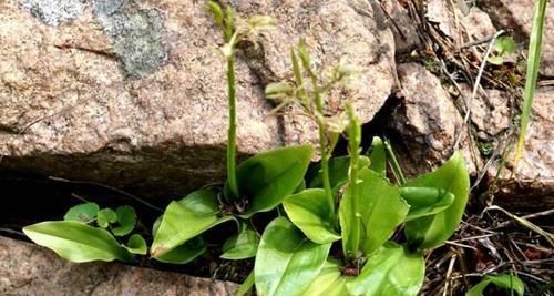  「野草植物」个头小，常被摘掉，殊不知此为“羊耳蒜”，146元一斤