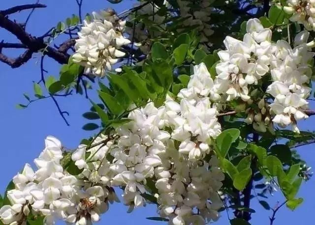 看看祖先是如何治疗痔疮的看过后恨不得早生几