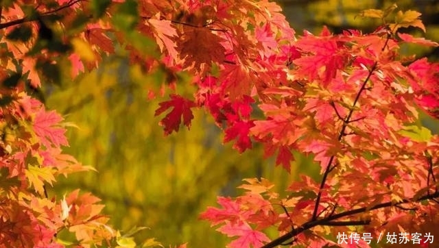 中国金秋10大最美红叶林，火红撩人，每一处都令人惊艳