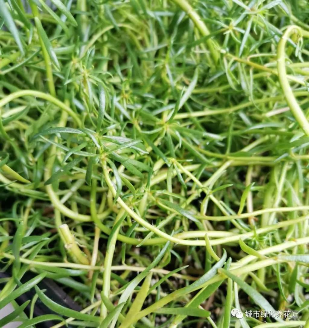  盆栽|太阳花盆栽防徒长开花爆盆小技巧，2个重点不要忽略，虐待易开花