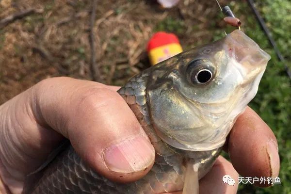 朝天钩|惊蛰过后钓浅滩,还是这种钓法最给力,大板鲫连竿不是难事